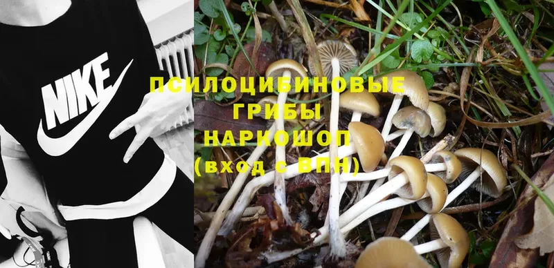 Псилоцибиновые грибы Psilocybe  блэк спрут рабочий сайт  Краснознаменск 